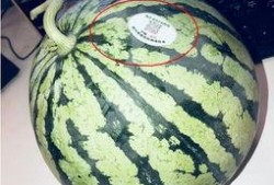 高邮网红吃瓜,揭秘网络红人的幕后故事