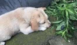 狗狗最新爆料视频下载免费,视频内容大揭秘，免费下载带你领略萌宠风采