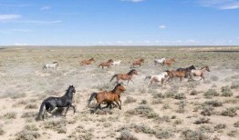 8月神奇动物爆料最新,神秘生物齐聚，奇幻世界再掀波澜