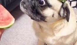 娱乐吃瓜酱猫猫护孩子,猫猫护子心切，温馨瞬间感动网友