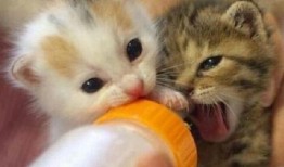 娱乐吃瓜酱猫猫护孩子,猫猫护子心切，温馨瞬间感动网友