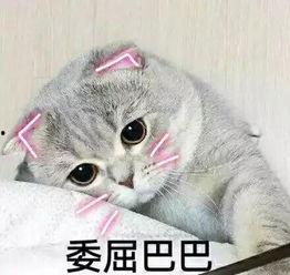 娱乐吃瓜君和折耳猫